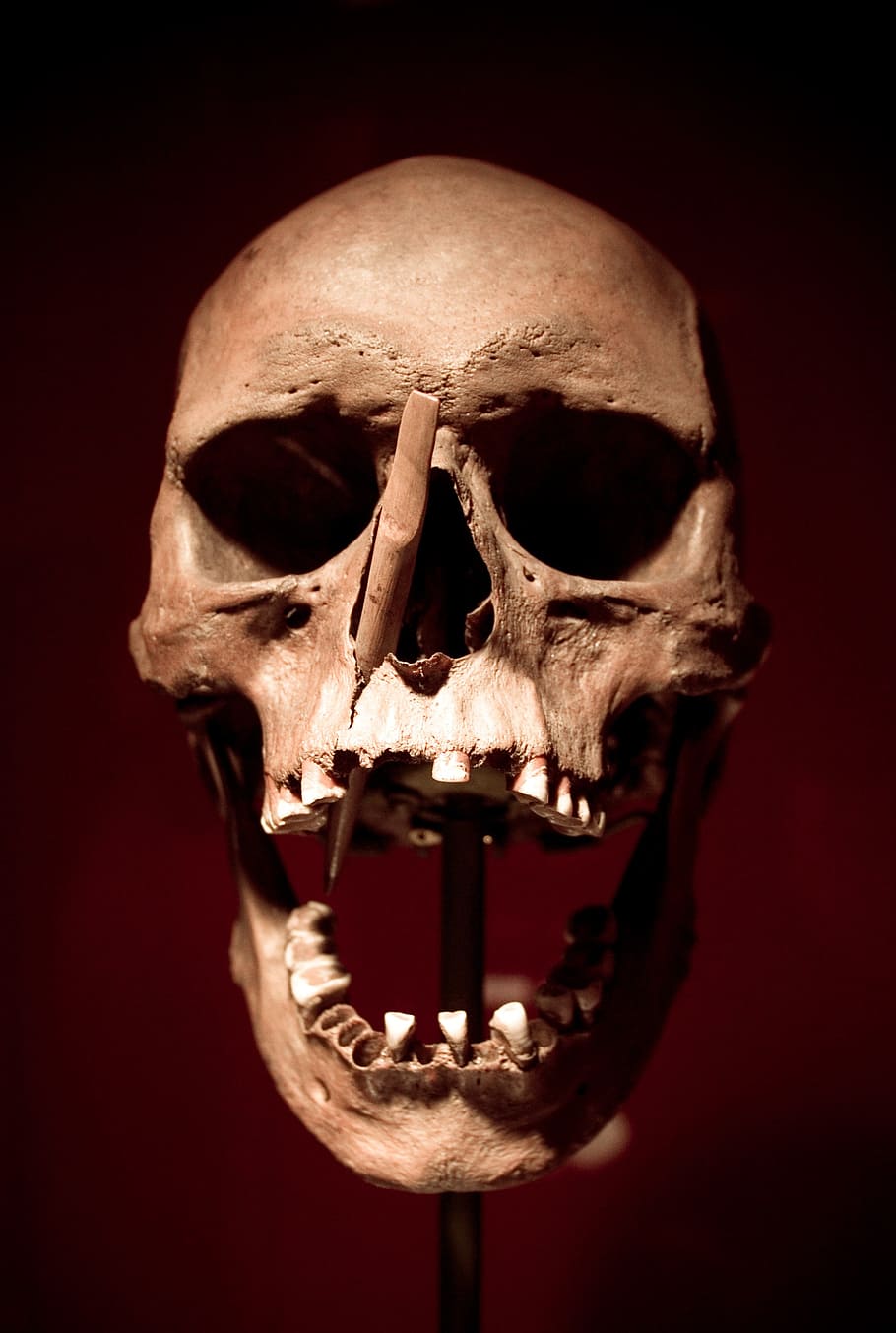 beige skull decor, skull and crossbones, death, crypt, skeleton, HD wallpaper