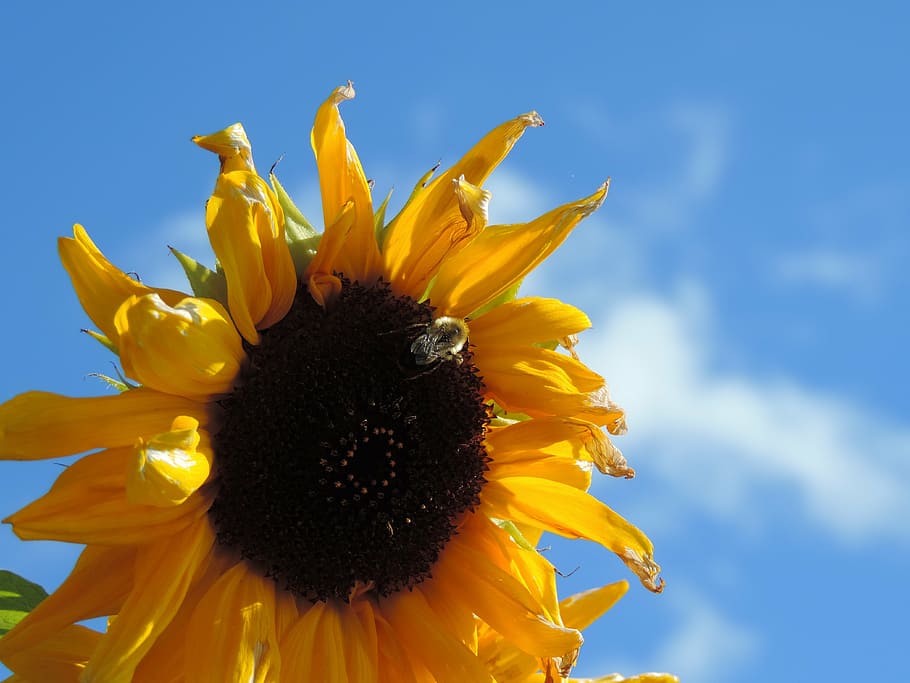 sun, blue, sky, cloud, bee, summer sunflower, yellow, honey HD wallpaper