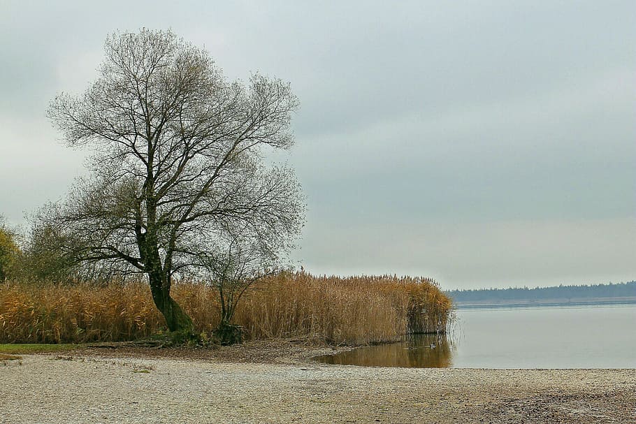 Nature, Tree, Reed, Waters, Bank, atmosphere, mood, autumn HD wallpaper
