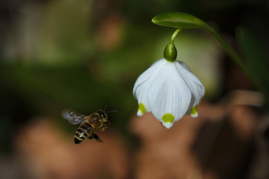 bee, spring, insect, close-up, animal themes, animals in the wild HD wallpaper