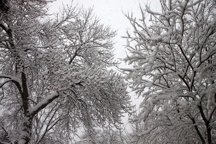 Snow, Trees, Winter, Snowfall, Outdoor, branch, weather, cold temperature HD wallpaper