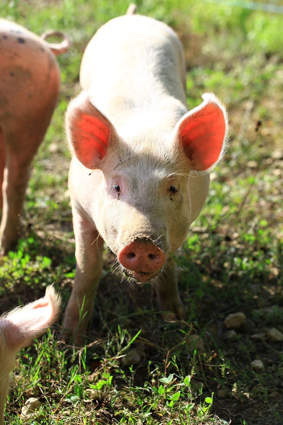 pig, breeding, pink, mammal, domestic animals, livestock, animal themes HD wallpaper