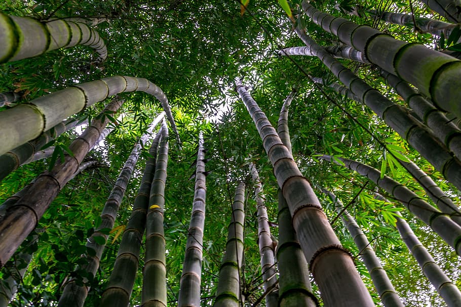 bamboo, tree, green, leaves, plant, low angle view, growth HD wallpaper