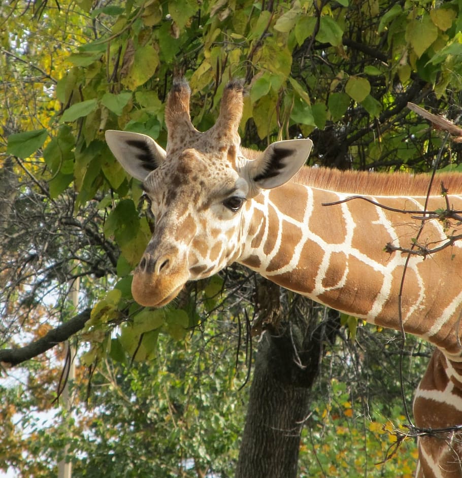 giraffe, head, zoo, neck, wildlife, tall, horns, design, brown HD wallpaper