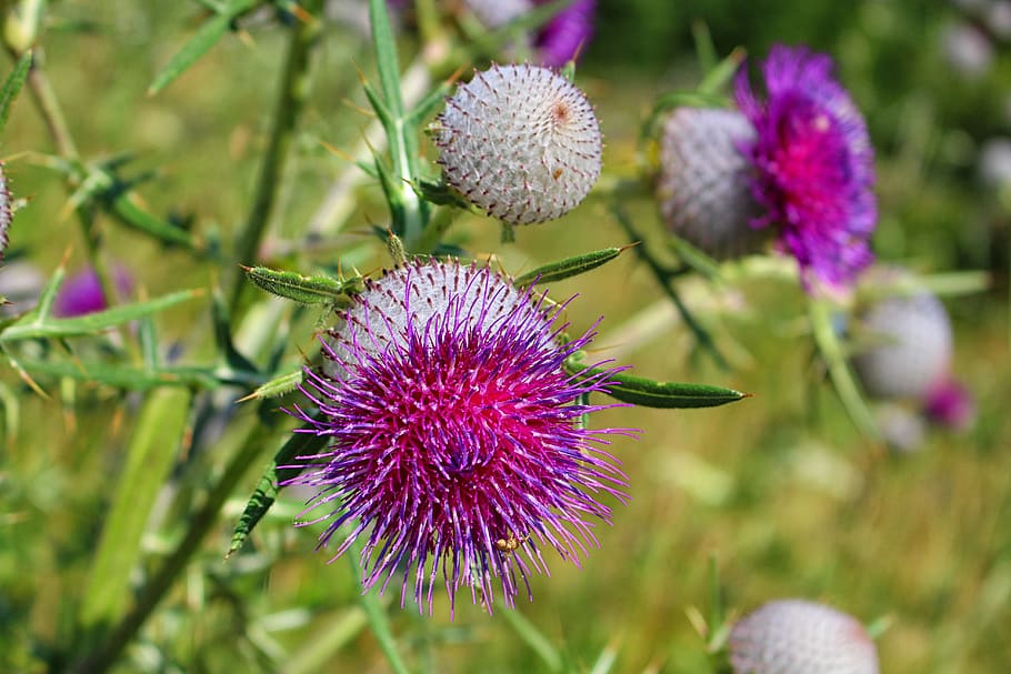 thistle, thistles, summer, meadow, thistle flower, flowering plant HD wallpaper