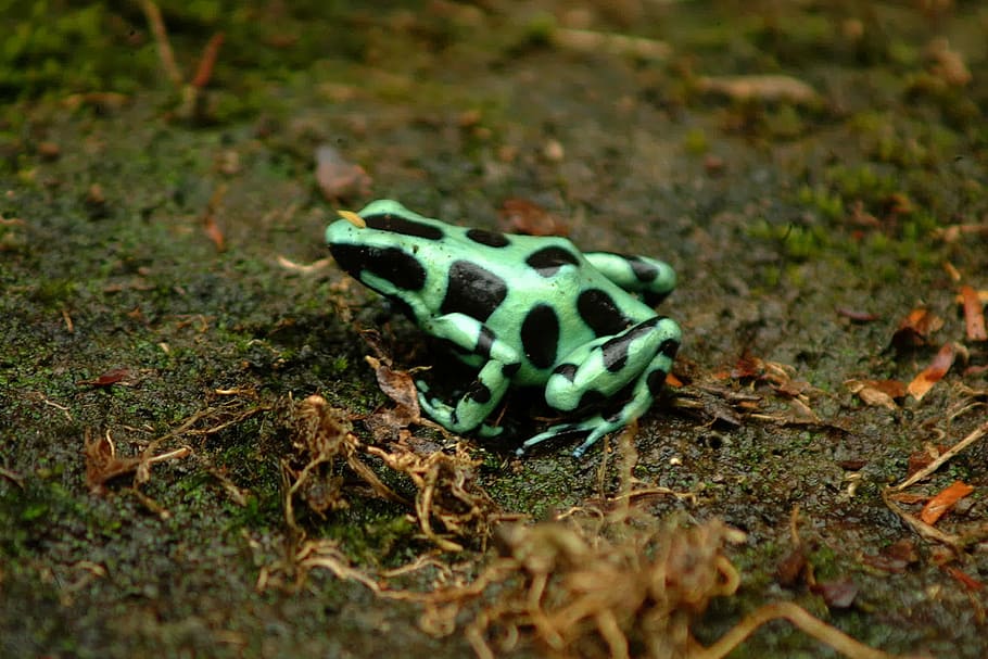 frog, toad, nature, safari, selective focus, animal, animal themes HD wallpaper