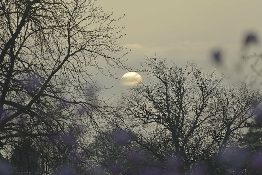 sun, setting, through, tree, sky, bare tree, plant, moon, branch HD wallpaper