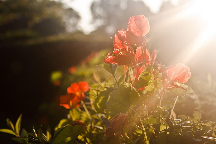 red petaled flowers, sunset, plant, light, flowering plant HD wallpaper