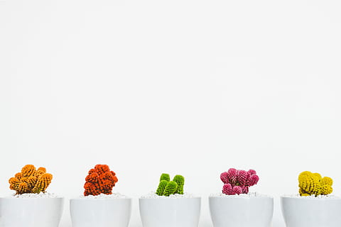 assorted-colored cactus, assorted plants in white ceramic pots HD wallpaper