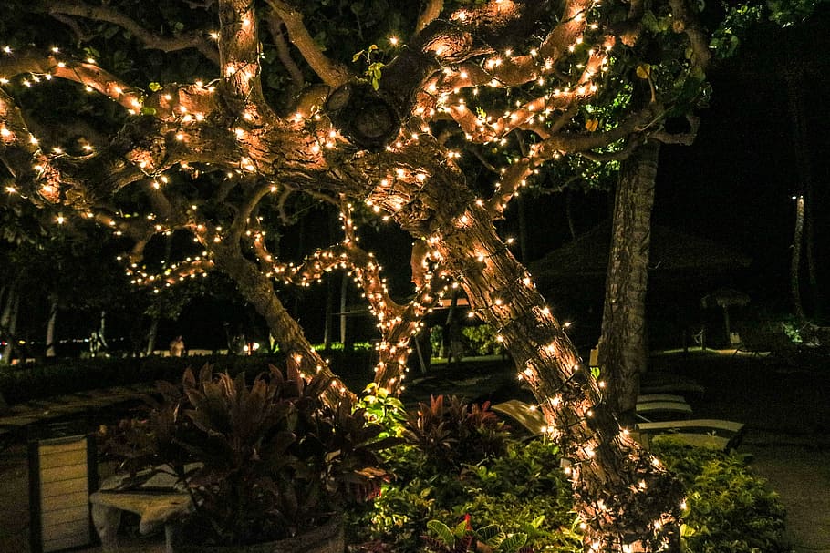 orange string lights on tree, christmas lights, nature, green HD wallpaper