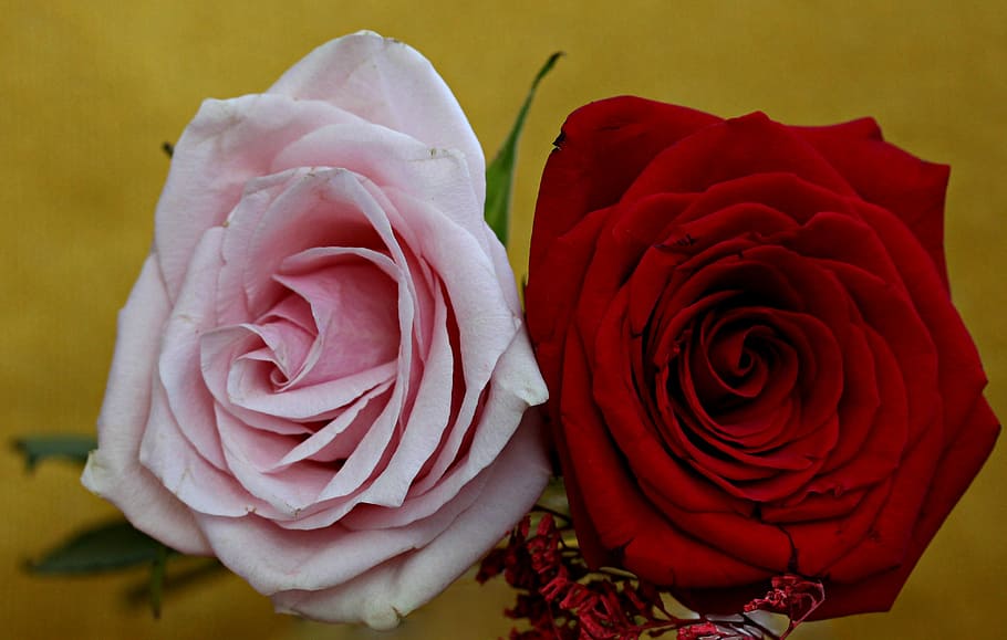 rose, red, pink, flower, rose - flower, flowering plant, beauty in nature HD wallpaper