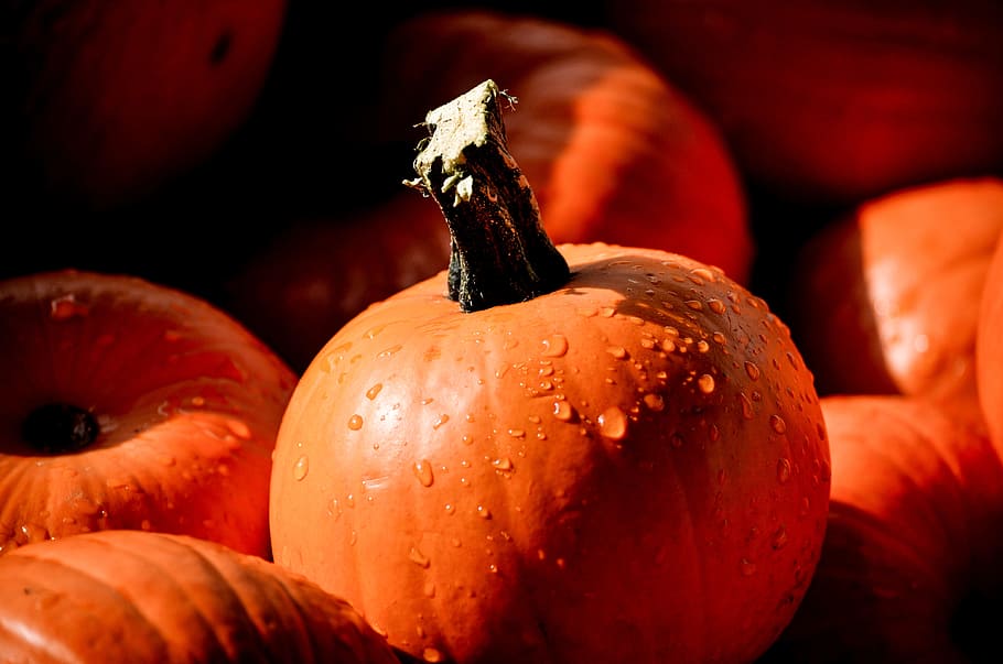 bunch of pumpkins, mini pumpkin, shadows, water drops, fall HD wallpaper