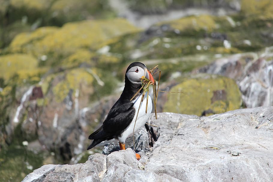 Puffin, Nesting, Seabird, Wildlife, farne, ornithology, one animal HD wallpaper