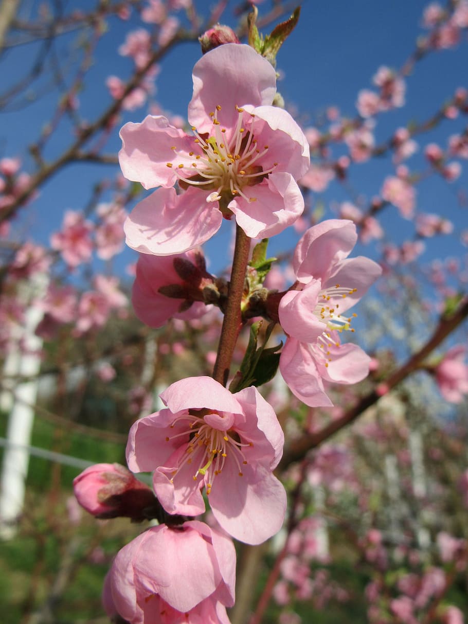 spring, flower, tree, branch, blossom, pink, tree branches HD wallpaper