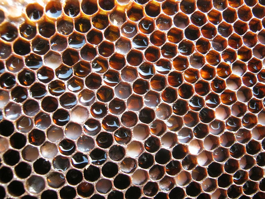 close-up photography of beehive with honey, radius, framework, HD wallpaper