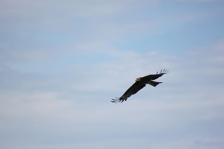 golden eagle, bird, flight, predator, flying, vertebrate, one animal HD wallpaper