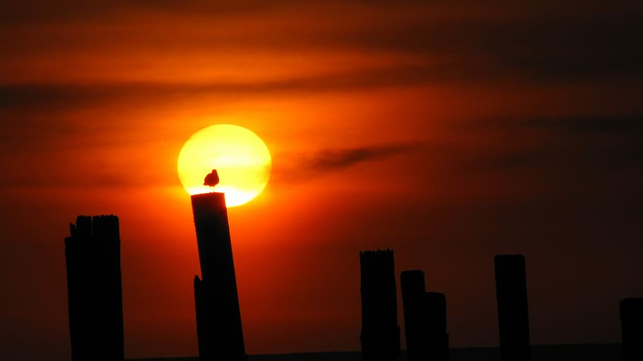 Beach, Sunset, Silhouette, beach sunset, orange, peaceful, nature HD wallpaper
