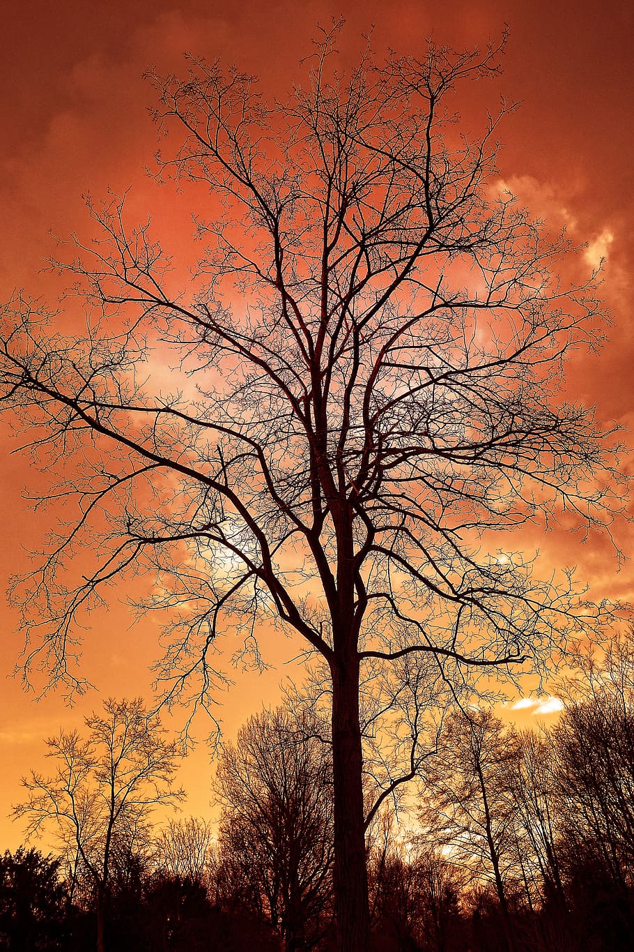 tree, bare tree, bare branch, silhouette, winter tree, deciduous tree HD wallpaper