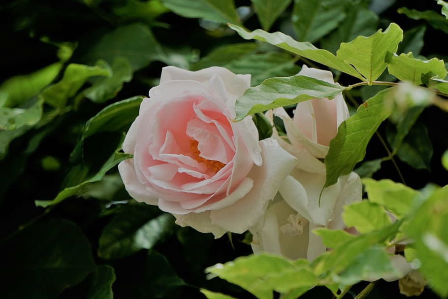 shallow focus photography of white and pink flower, blanche rose, HD wallpaper