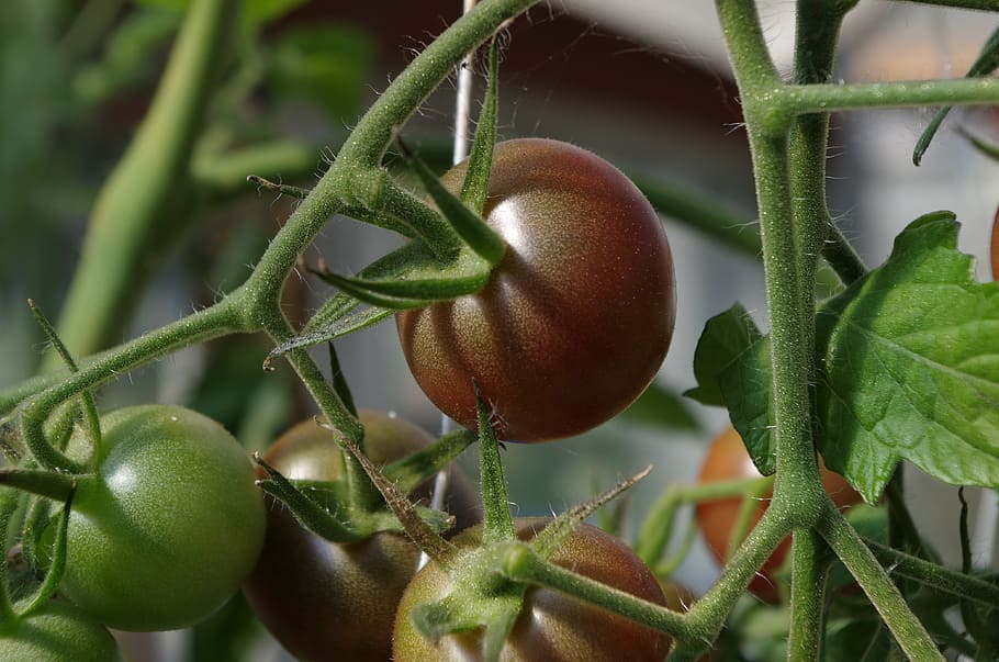 garden, bush, tomatoes, food, food and drink, fruit, healthy eating HD wallpaper