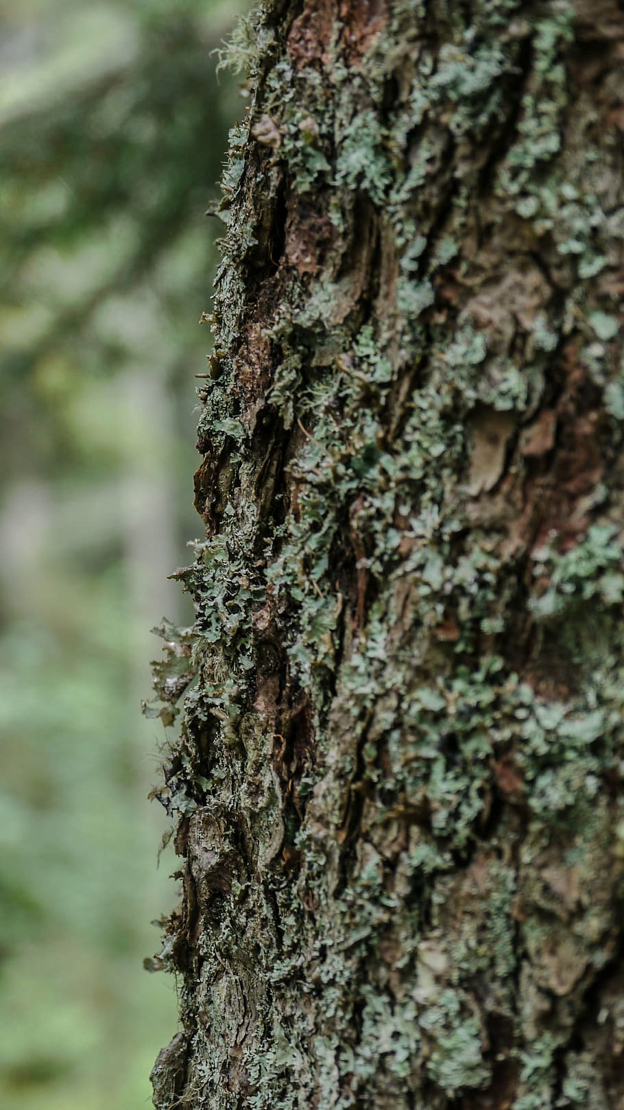 nature, tree, texture, bark, tree trunk, plant, textured, close-up HD wallpaper