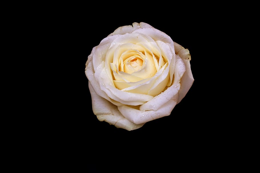 closeup photo of white rose flower, petals, dark, rose - flower HD wallpaper