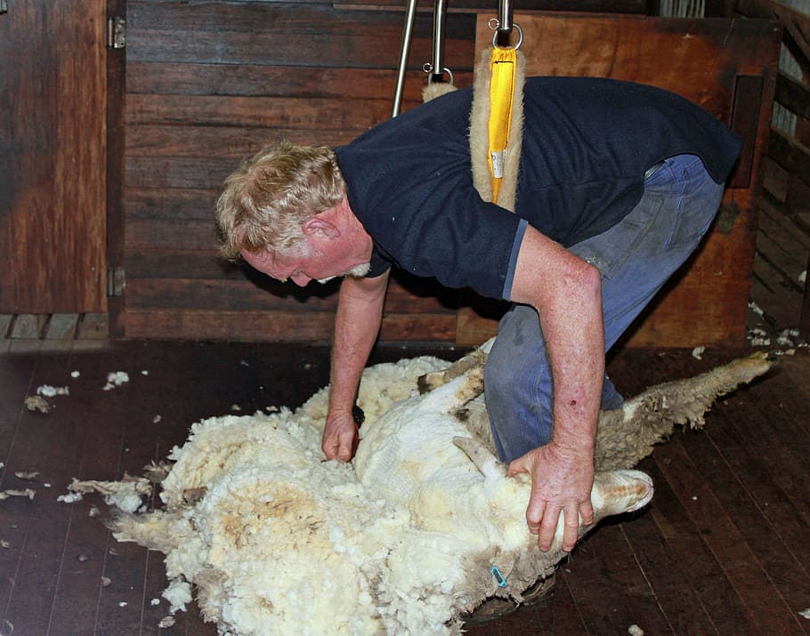sheep shearing, wool, agriculture, livestock, herd animal, one person HD wallpaper
