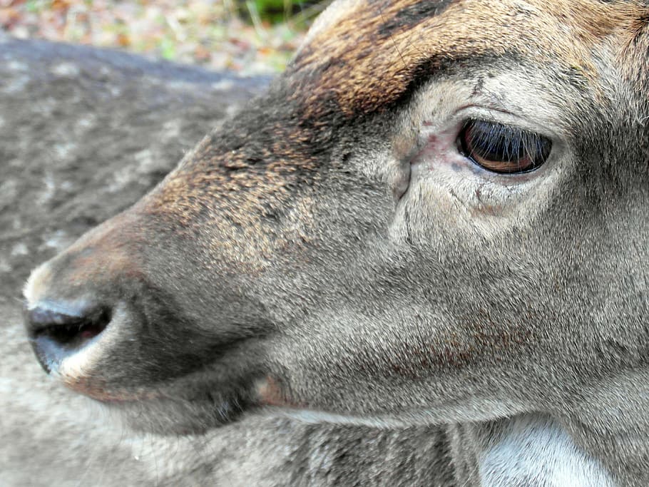 fallow deer, eye, head, fur, antler, scoop, graze, wildlife park HD wallpaper