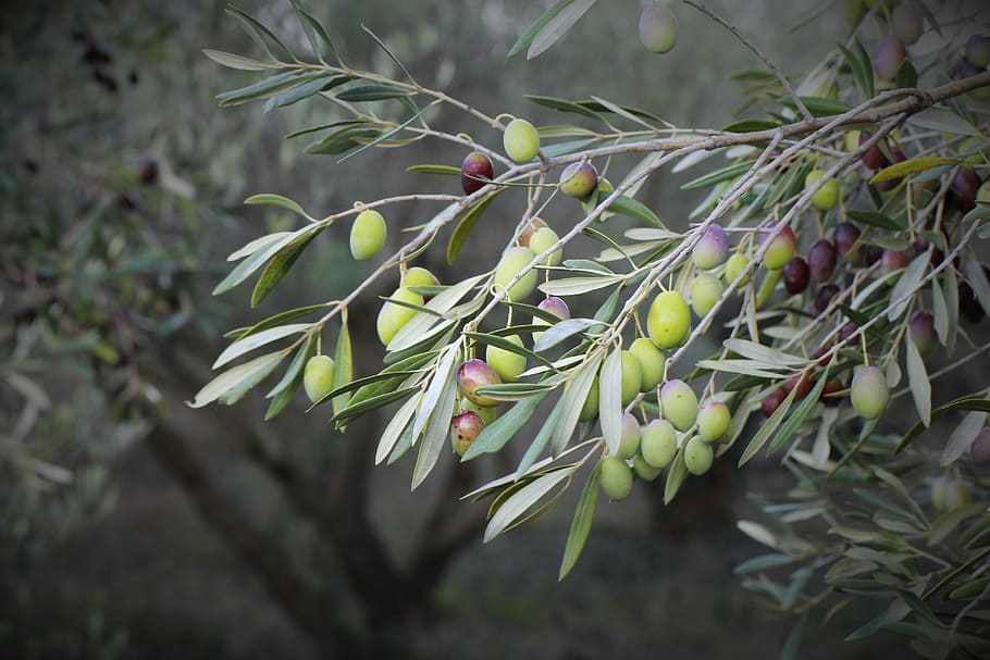 green fruits hanging on tree, Olive Trees, Orchard, spanish HD wallpaper