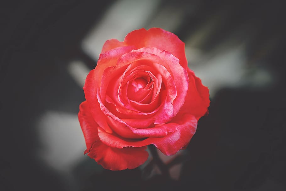 selective color pink rose, flower, red, petal, bloom, garden HD wallpaper