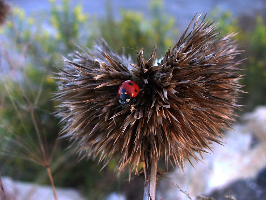 bug, red, nature, insect, macro, beetle, ladybird, ladybug HD wallpaper