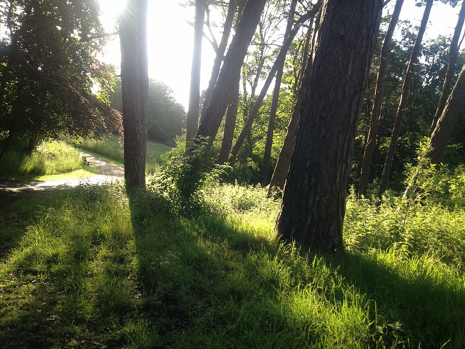 sunshine, sunset, path, footpath, green, grass, trees, park HD wallpaper