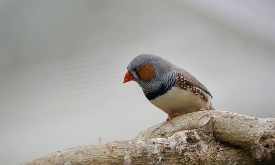 bird, outdoor, nature, animals, one animal, animal wildlife HD wallpaper