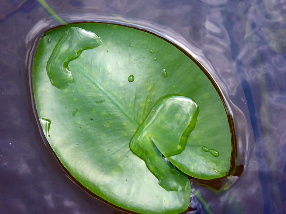 Leaf, Water Lily, Lily Pad, Nature, green color, close-up, high angle view HD wallpaper