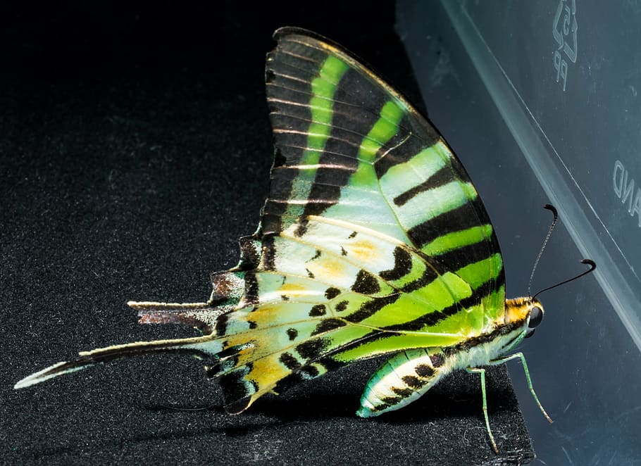 butterfly, insect, close, one animal, animal wildlife, invertebrate HD wallpaper