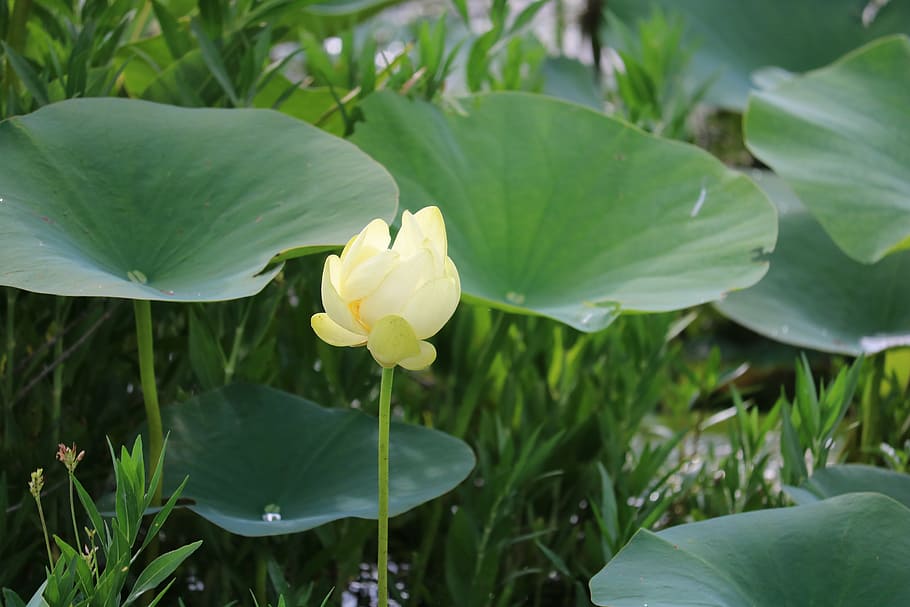 lily pad, water, pond, natural, nature, aquatic, floating, outdoor, HD wallpaper