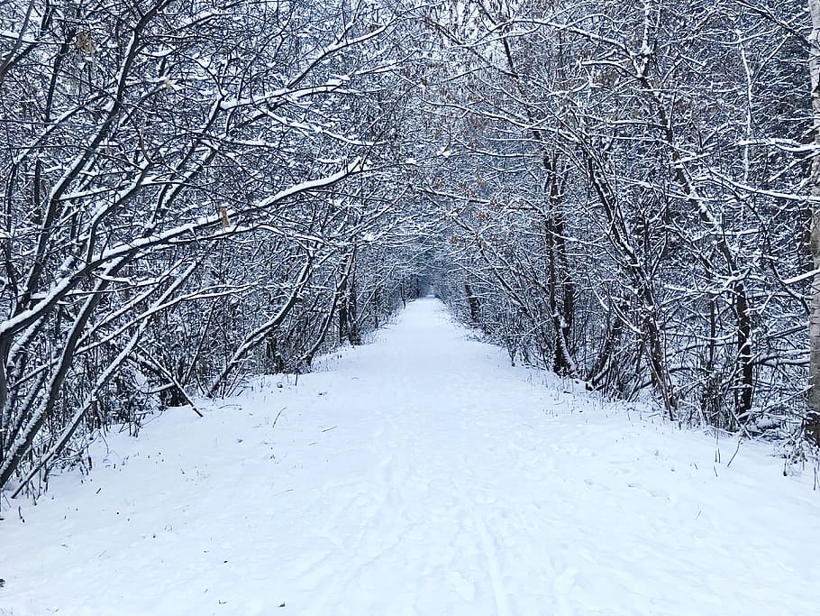 winter, snow, coldly, leann, frozen, tree, weather, snow-white HD wallpaper