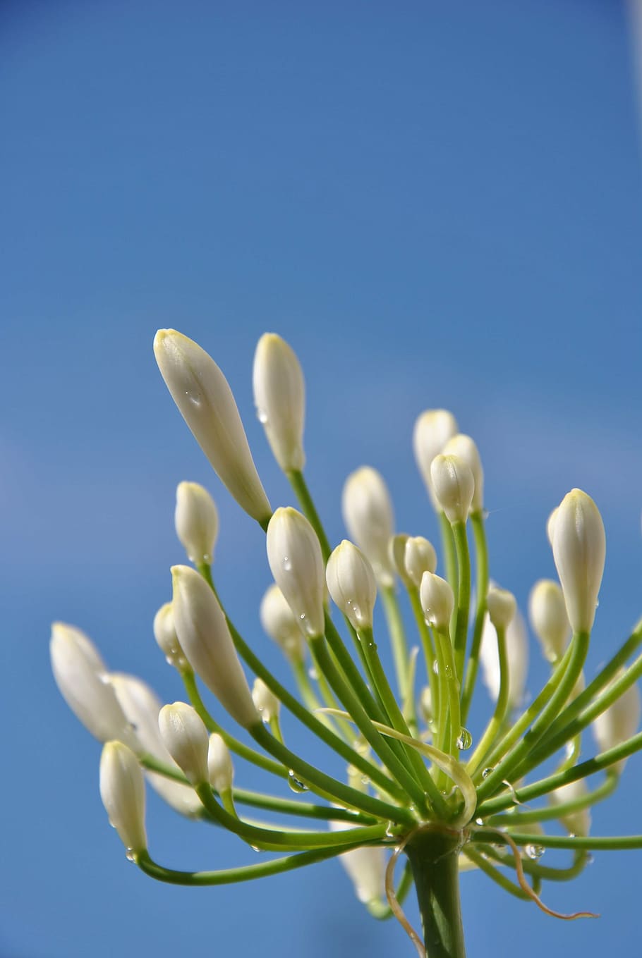 blossom, bloom, bud, flower, nature, spring, white, plant, close HD wallpaper