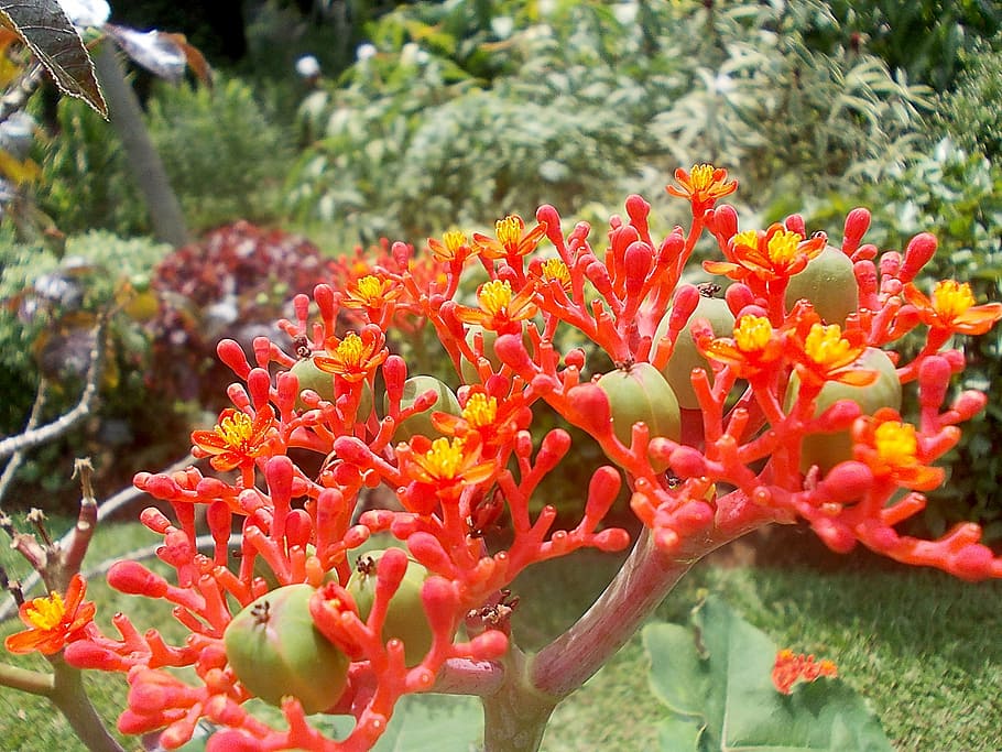 jatropha, flower, exotic, red, yellow, fruits, sri, lanka, sri lanka HD wallpaper