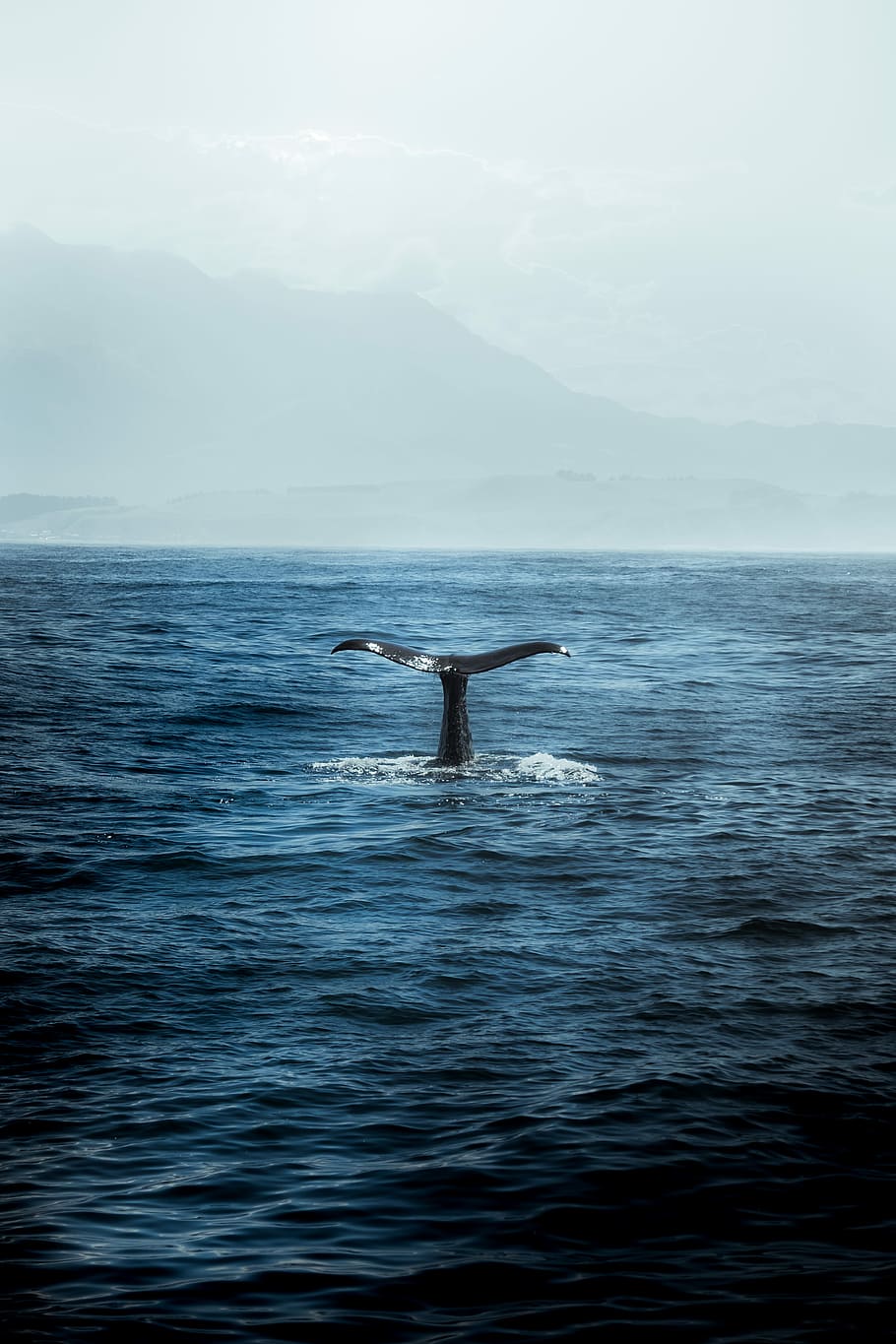 blue whale in body of water, whale tale popping out of water at daytime