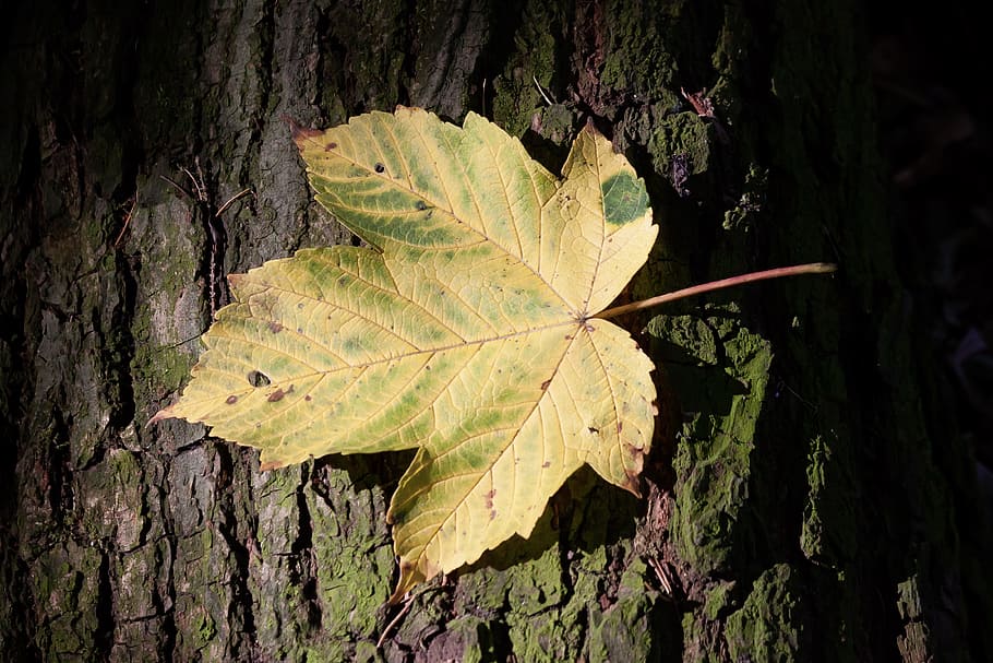 autumn, leaf, maple, tree, bark, forest, yellow, green, sunny HD wallpaper