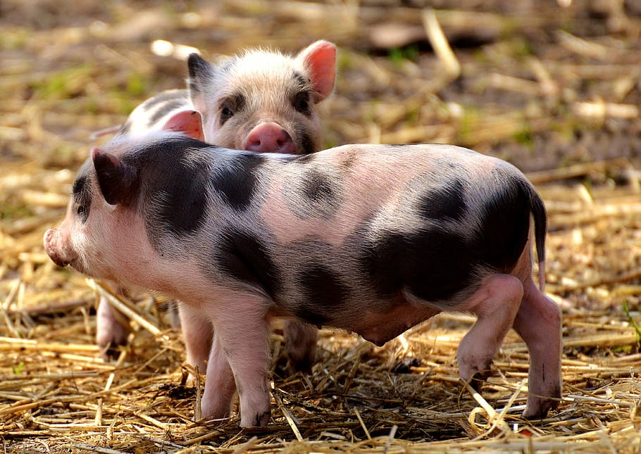 two pigs standing on ground, piglet, small pigs, mini, cute, sweet, HD wallpaper