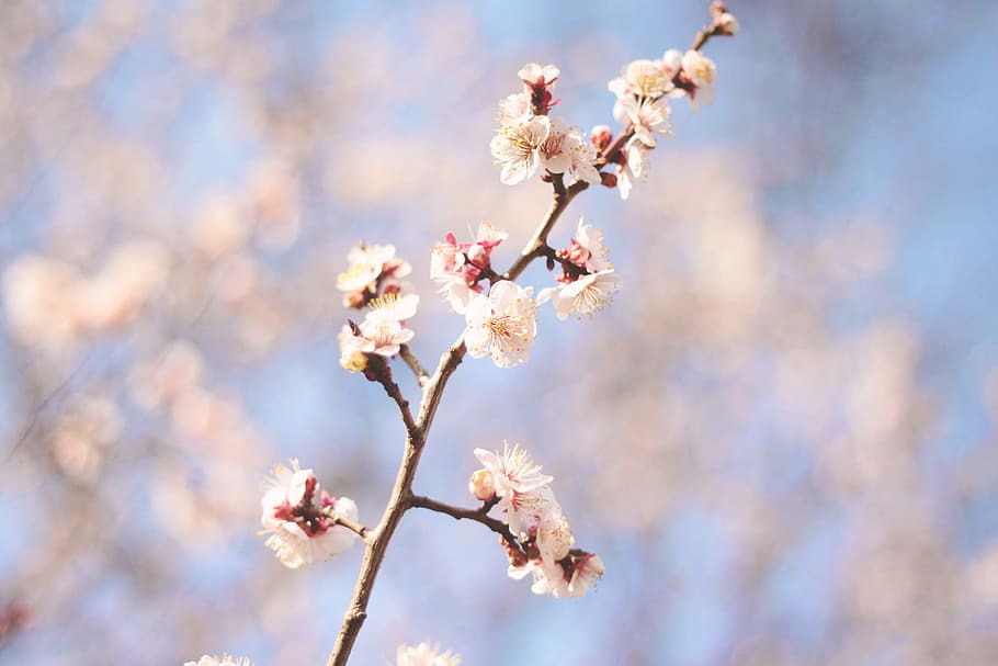 shallow focus photography of cherry blossom tree, nature, branch HD wallpaper