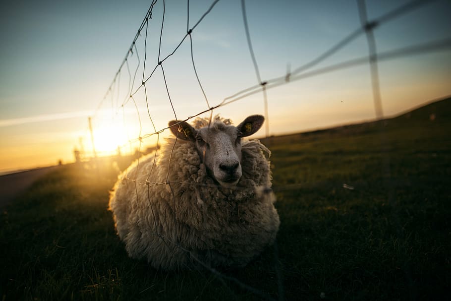 white sheep leaning on fence, green, grass, grassland, mountain