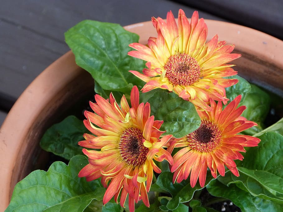 gerbera daisy, flower, color, bloom, flowering plant, freshness HD wallpaper