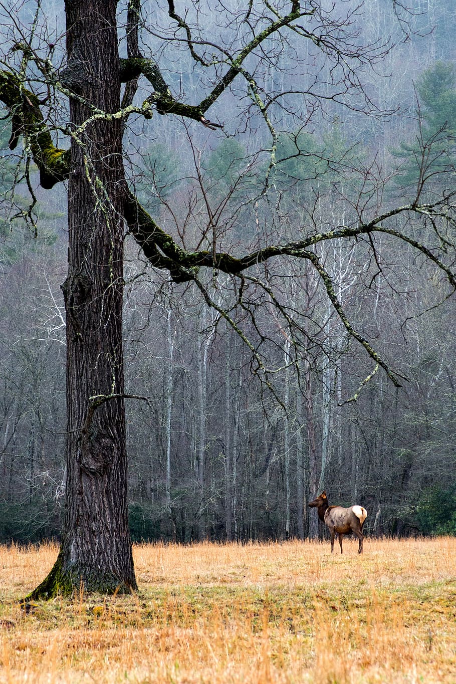 horse under bare tree, gray, black, standing, beside, brown HD wallpaper
