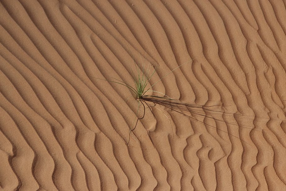 brown sands, desert, oman, dunes, arid, full frame, pattern HD wallpaper