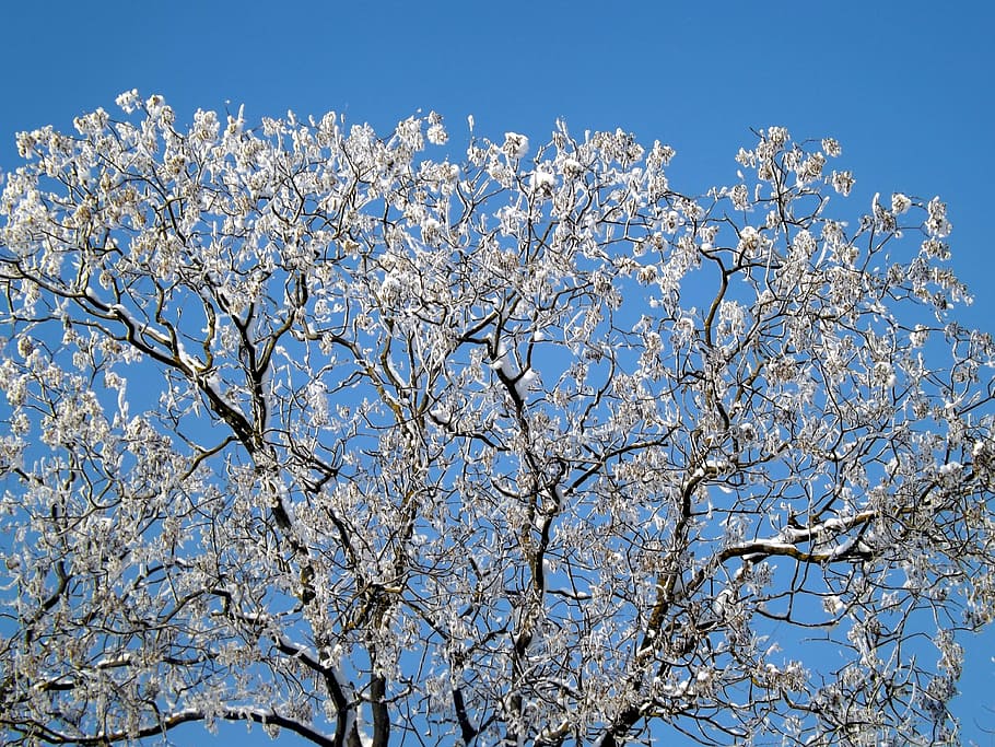 Tree, Snow, Frozen, Top, White, sky, winter, blue, nature, springtime HD wallpaper