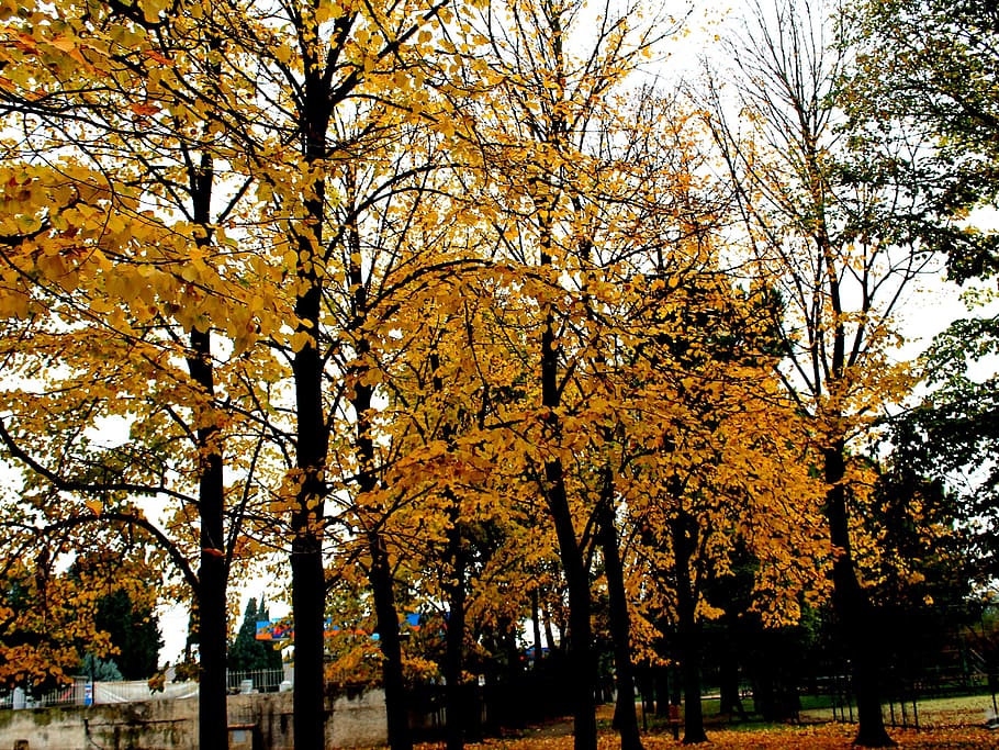 Autumn, Leaves, Tree, Nature, park, plants, leaf, yellow, park - Man Made Space HD wallpaper