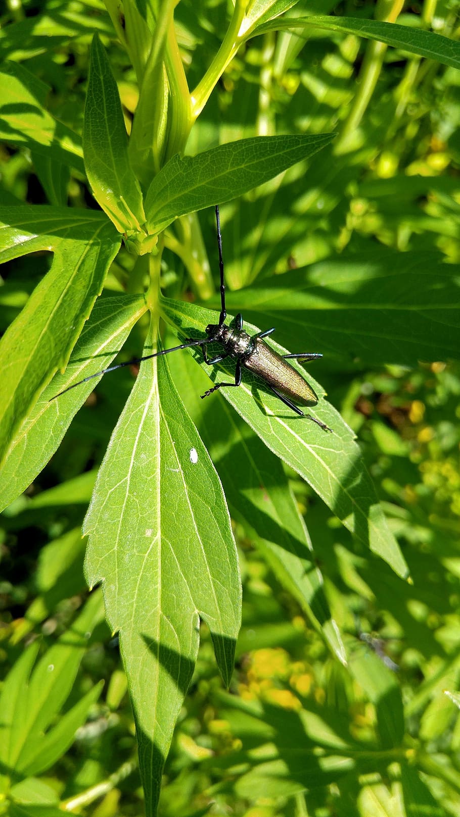 beetle, golden, nice, green, nature, plant, summer, invertebrate HD wallpaper